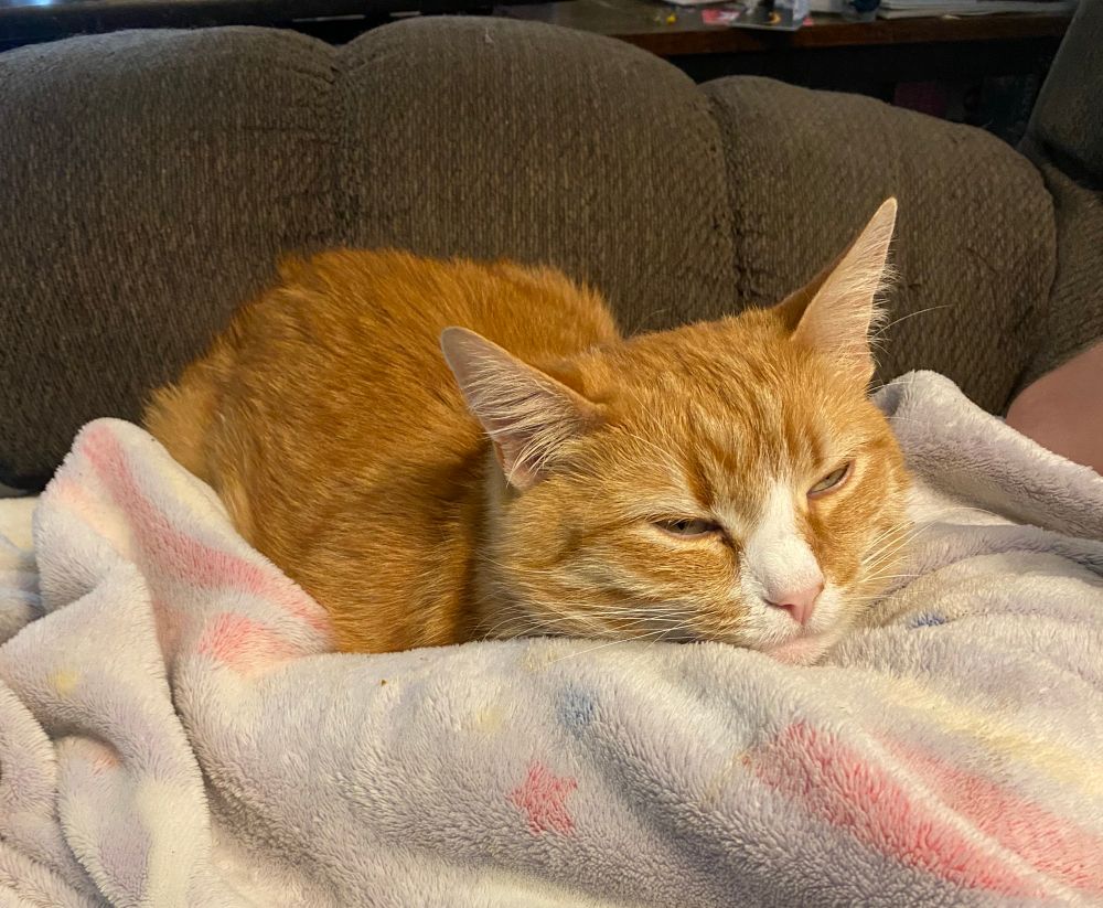 Orange cat laying on a blanket 