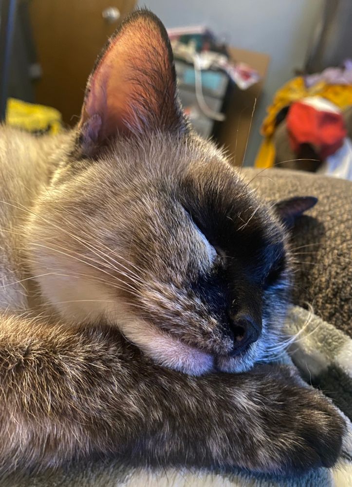 Siamese cat asleep with her head resting on her paw. 