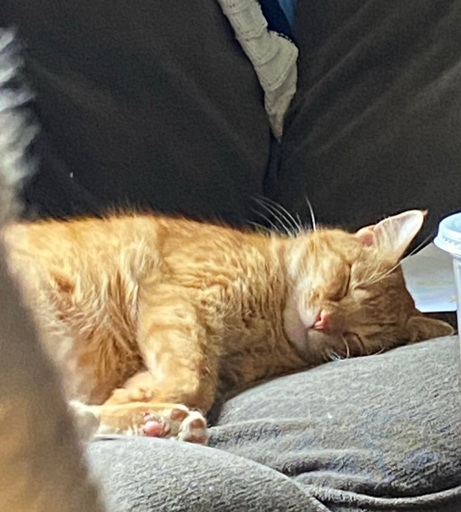 Orange cat sleeping peacefully after attacking everyone in the household because he got the zoomies. 