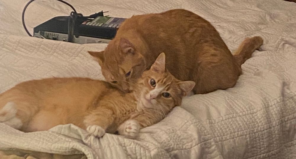 Two orange cats. One licking the other one laying down 