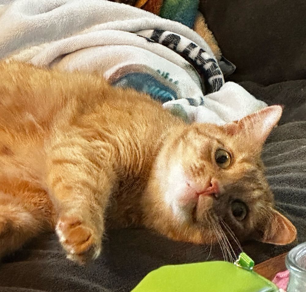 Orange cat staring off into the void while laying on his side. 