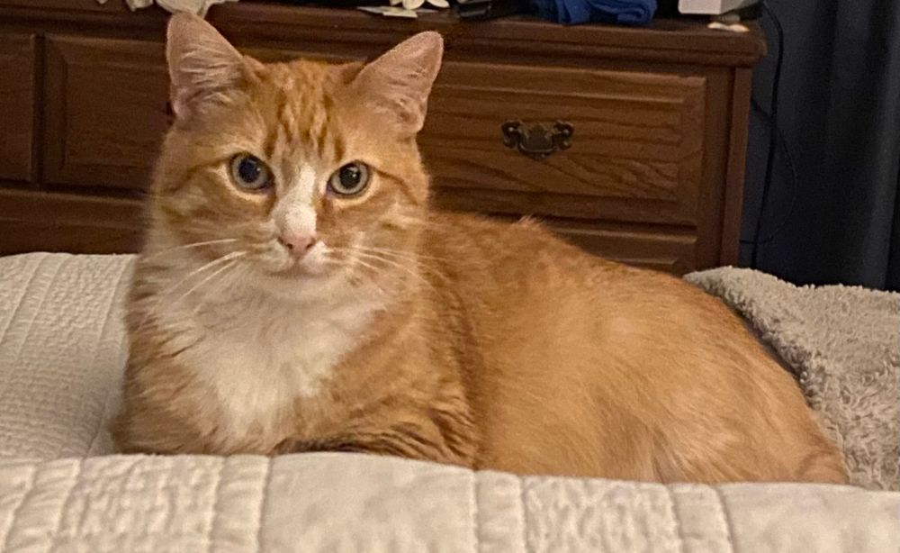 Orange cat laying on a blanket and looking at the camera 
