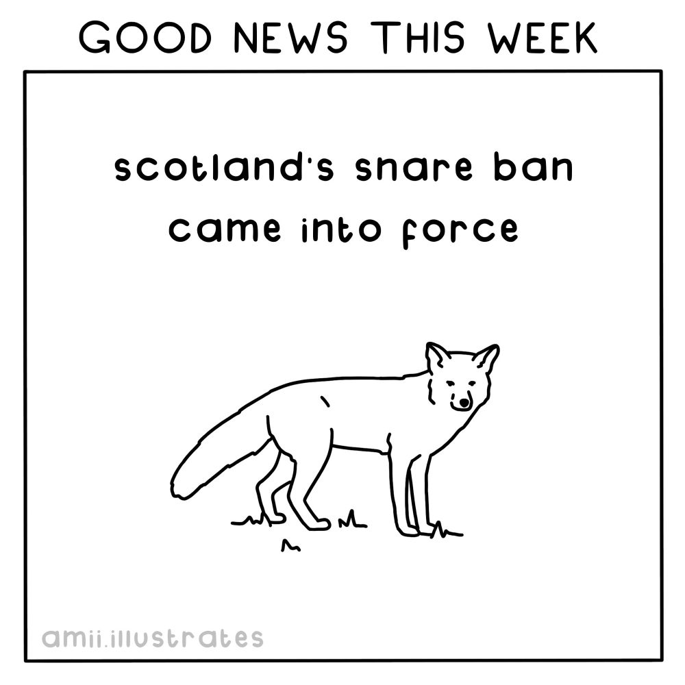 GOOD NEWS THIS WEEK scotland's snare ban came into force