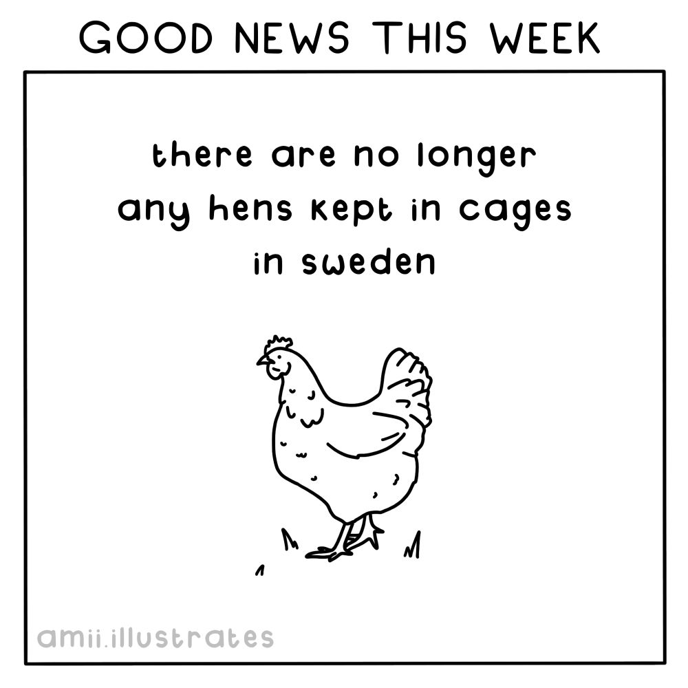 GOOD NEWS THIS WEEK
there are no longer any hens being kept in cages in sweden
amii.illustrates