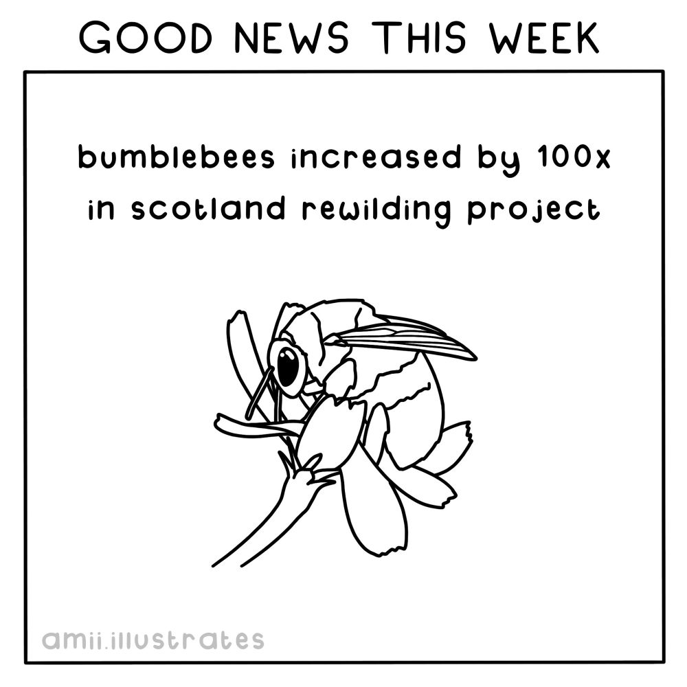 GOOD NEWS THIS WEEK bumblebees increased by 100x in scotland rewilding project