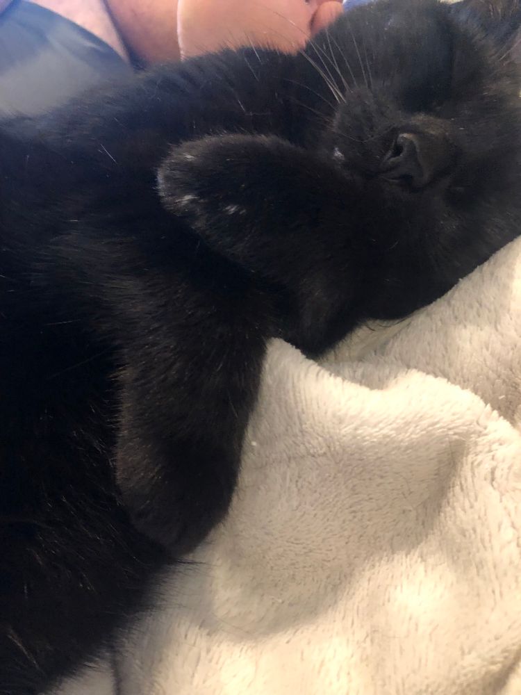 A black cat lies on her back asleep with paws crossed in front and a single fang poking out over her lip.