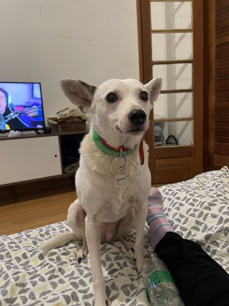 As 3 primeiras fotos são de momentos diferentes da cachorra Madonna sentada de um jeito que ela parece uma gárgula (a bundinha no chão, as patas traseiras bem separadas e as dianteiras retas bem na frente do corpo)