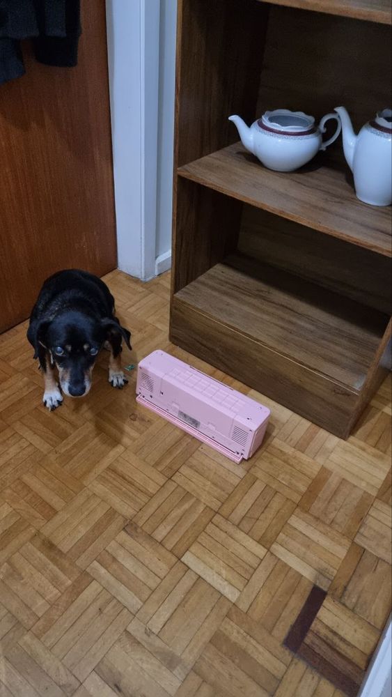 cachorro Coquinha olhando pra cima com olhos envergonhados enquanto posa ao lado de sua arte (derrubar o radinho da prateleira mais baixa da estante)