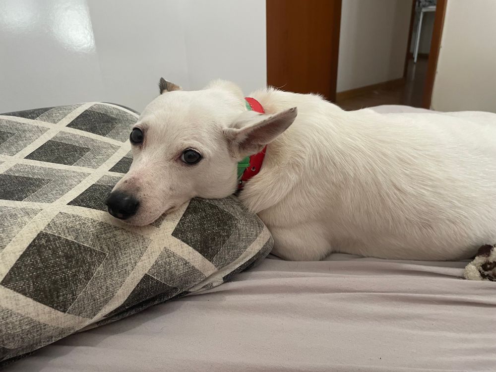 cachorra Madonna deitada de bruços e com a cabeça apoiada em um travesseiro 