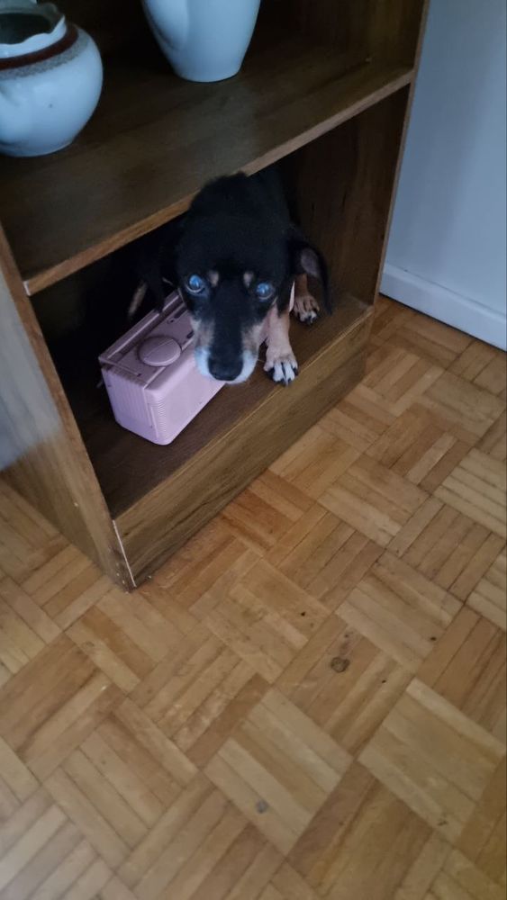 Aqui ele conseguiu entrar no nicho da estante e sentar ao lado do rádio