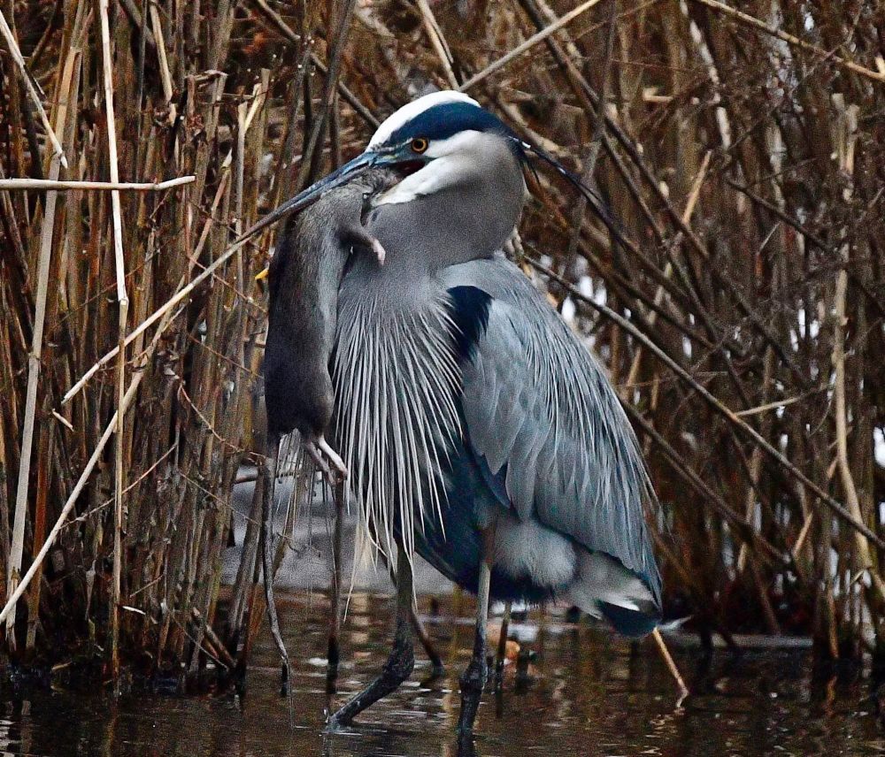 Great Blue Heron eating a rat

#Birds #Birding #WildlifePhotography #NaturePhotography #Photography #Animals #PhotographersUnited #Animals #BlueHeron #GreatBlueHeron #Wildlife #nature