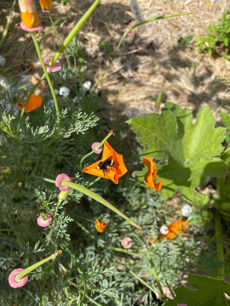 A bee faceplanting into an orange California poppy flower. There are other blooms that aren’t fully open yet and some green seed pods. A squash leaf soaks up some light in the background.