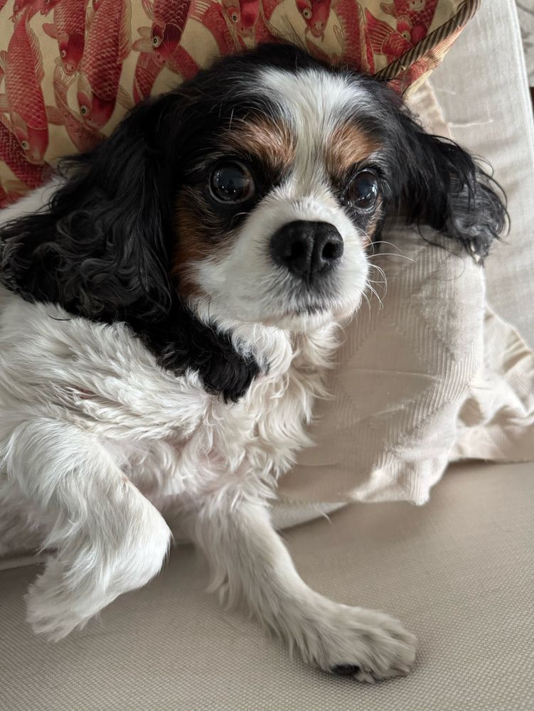 Maddie, a King Charles cavalier spaniel, can’t believe I stopped petting her to take a picture. She is looking directly at the camera with wide eyes. 