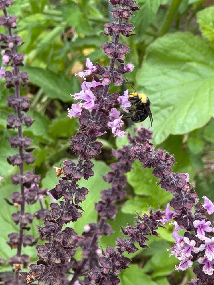 A bumblebee on purple oregano flowers, most of which have finished blooming. The bee is really cute. 