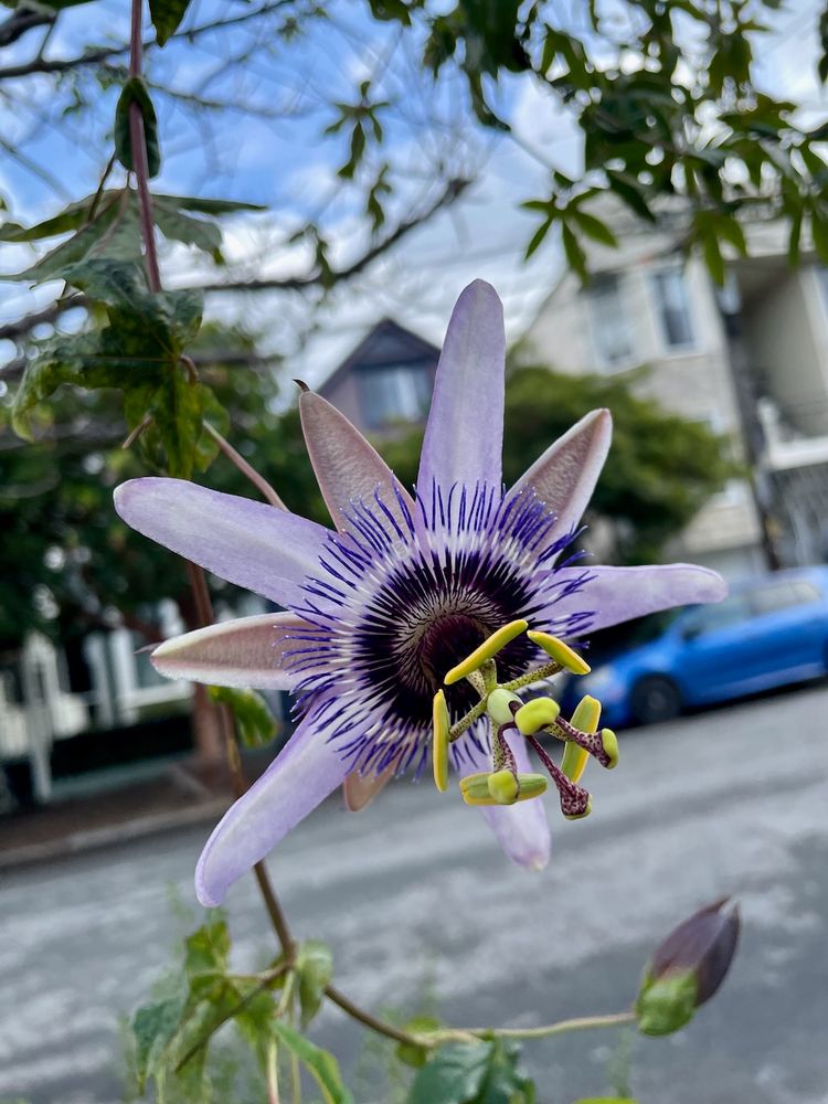 Star-shaped purple maracuyá / passionfruit flower with 5 sepals, 5 petals, and a circle of hairlike filaments around the center. A green and splotchy purple set of stamens and ovaries protrudes from the center. It's pretty and extremely weird-looking! There's an out-of-focus residential street in the background.