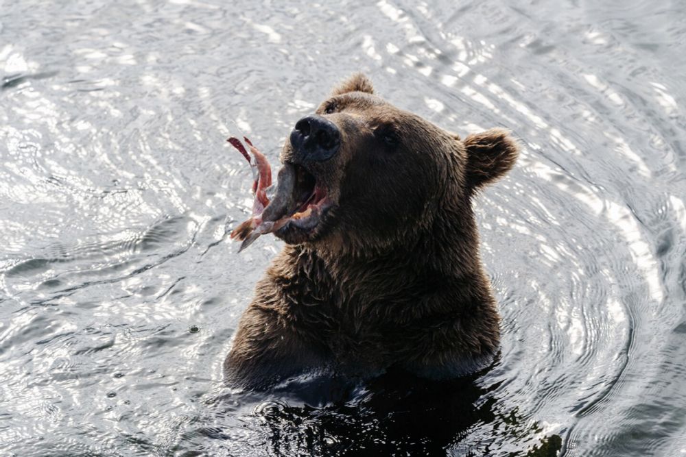 Bear death caught on camera pushes back Fat Bear Week plans