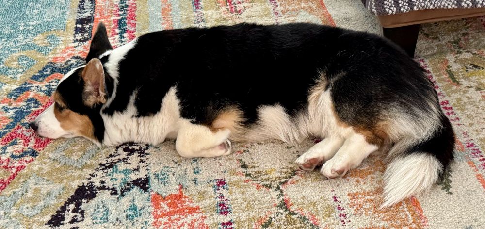Taco, a Cardigan Welsh corgi, lies on the ground like a long loaf of bread. His hind feet are both swung over to his left like he’s riding a horse side-saddle.