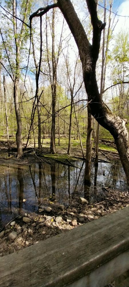 Trees starting to be green with the reflection of those trees in a pond