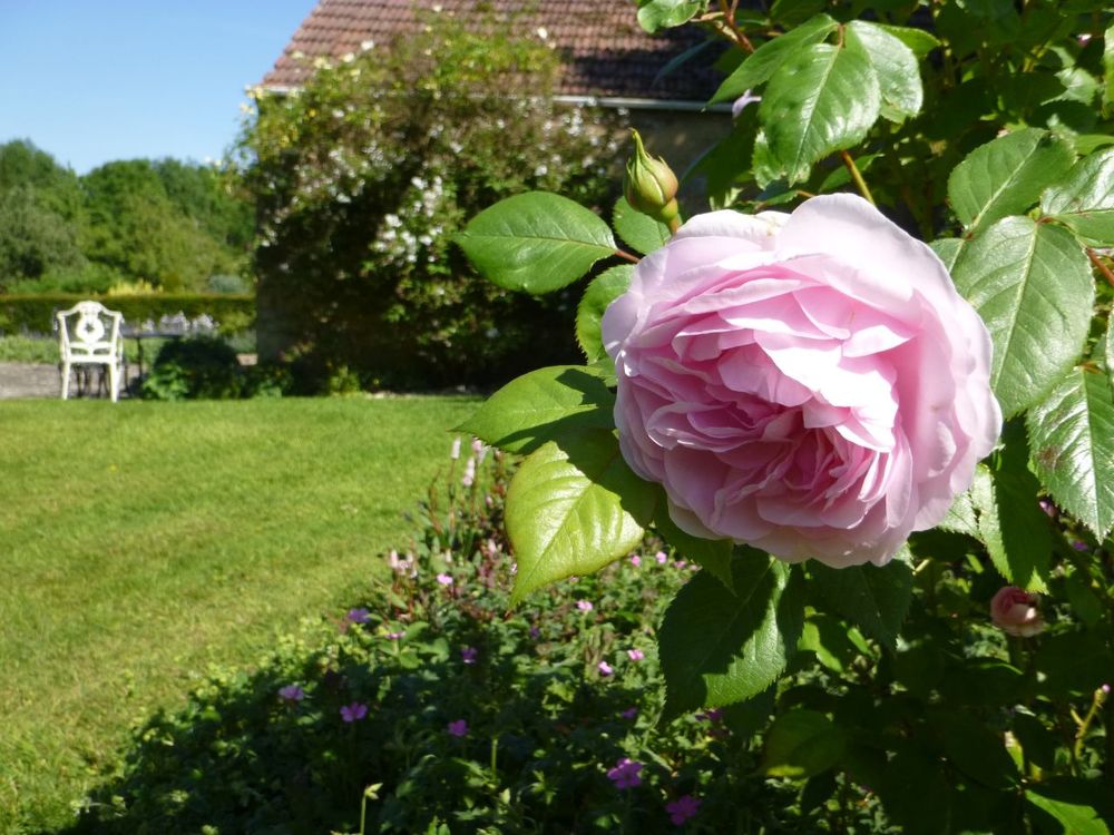 Pink rose Shandy Hall gardens