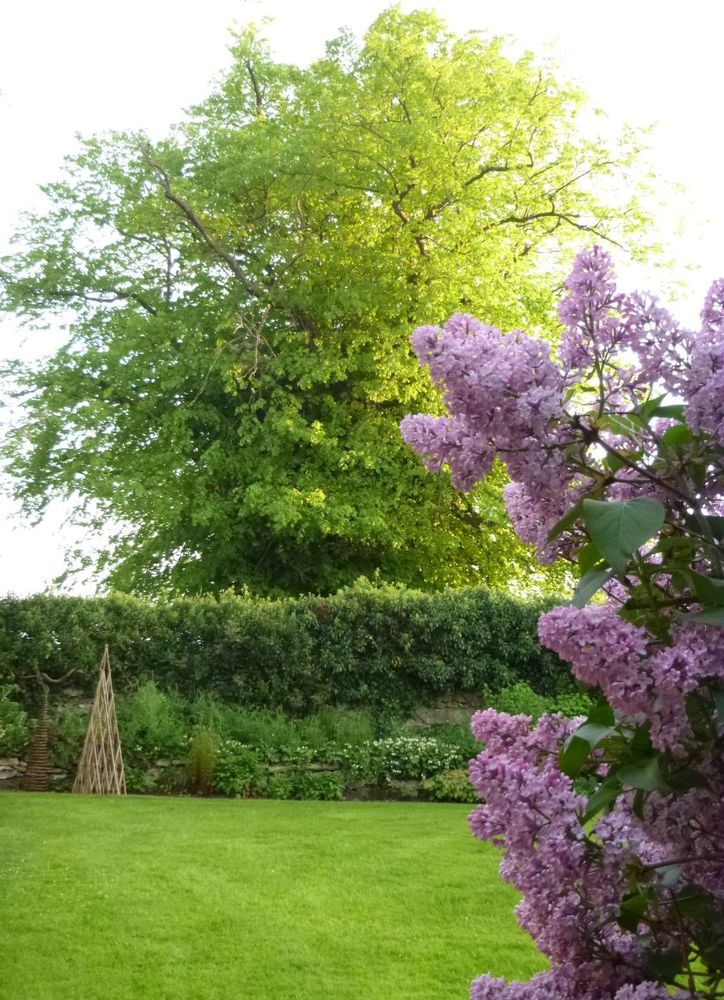 Lime and Lilac Shandy Hall Gardens