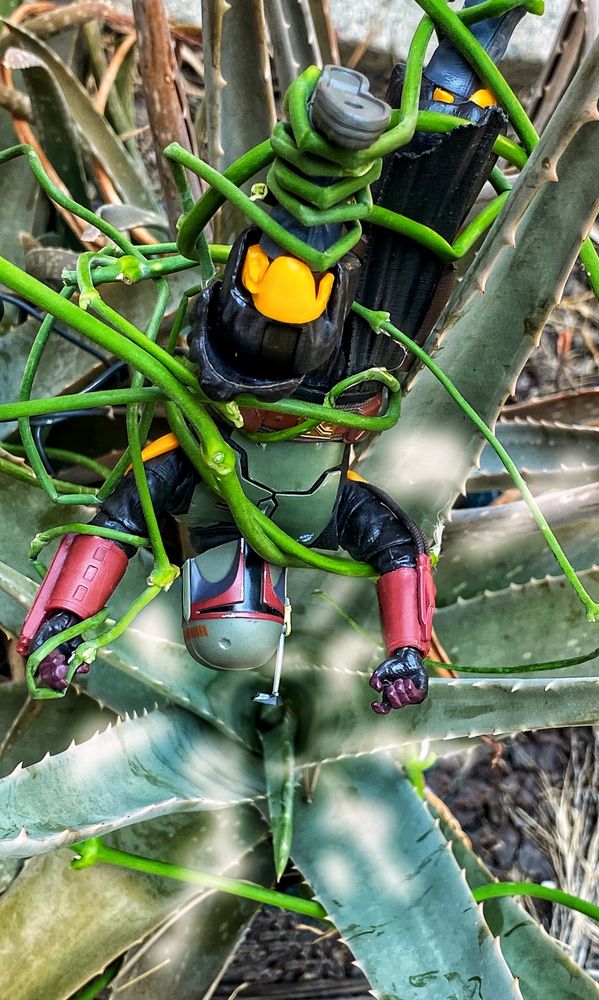 Boba fett held upside down by vines above giant plant mouth.