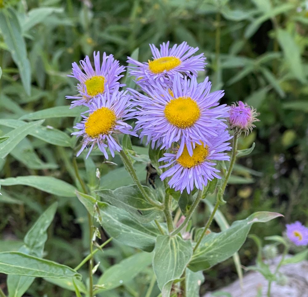 Purple wild flowers with yellow center seen. They are surrounded by green leaves and were in the wild hiking around Sandia crest 