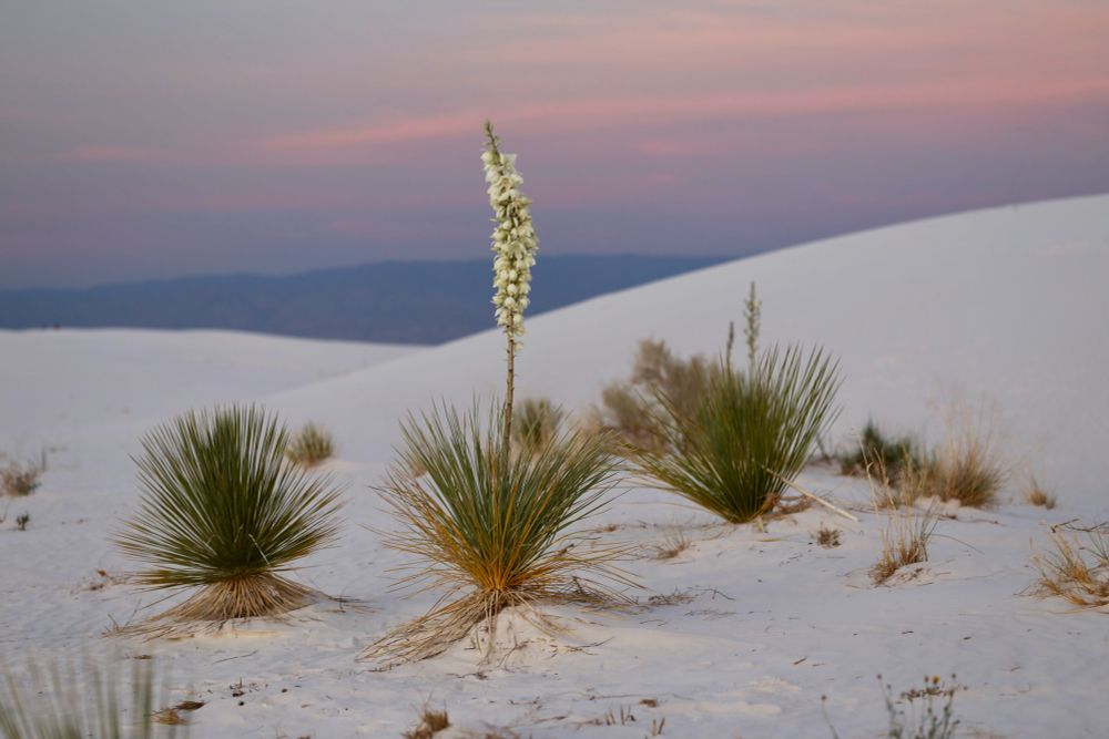 The yucca is the New Mexico State flower. It is seen here in the White Sands National Park against a pink and purple sunset. 