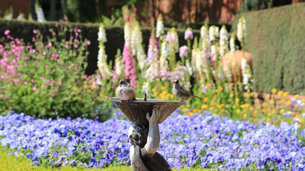 Two birds perched on a small water fountain. One fluffed out the other observant. Behind the fountain a bank of purple pansies, orange poppies and tall foxgloves. To the left a tall leggy bush with small pink flowers.