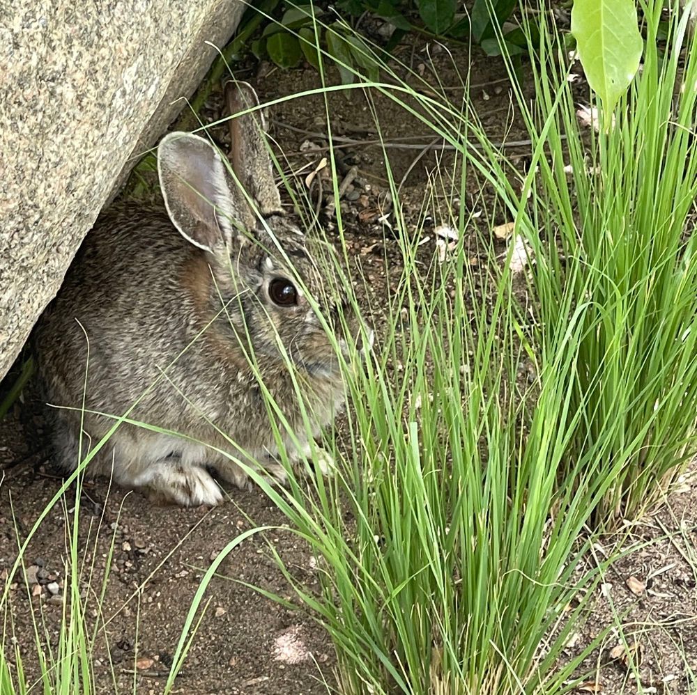 A small rabbit hiding next to a large rock behind green grasses. 