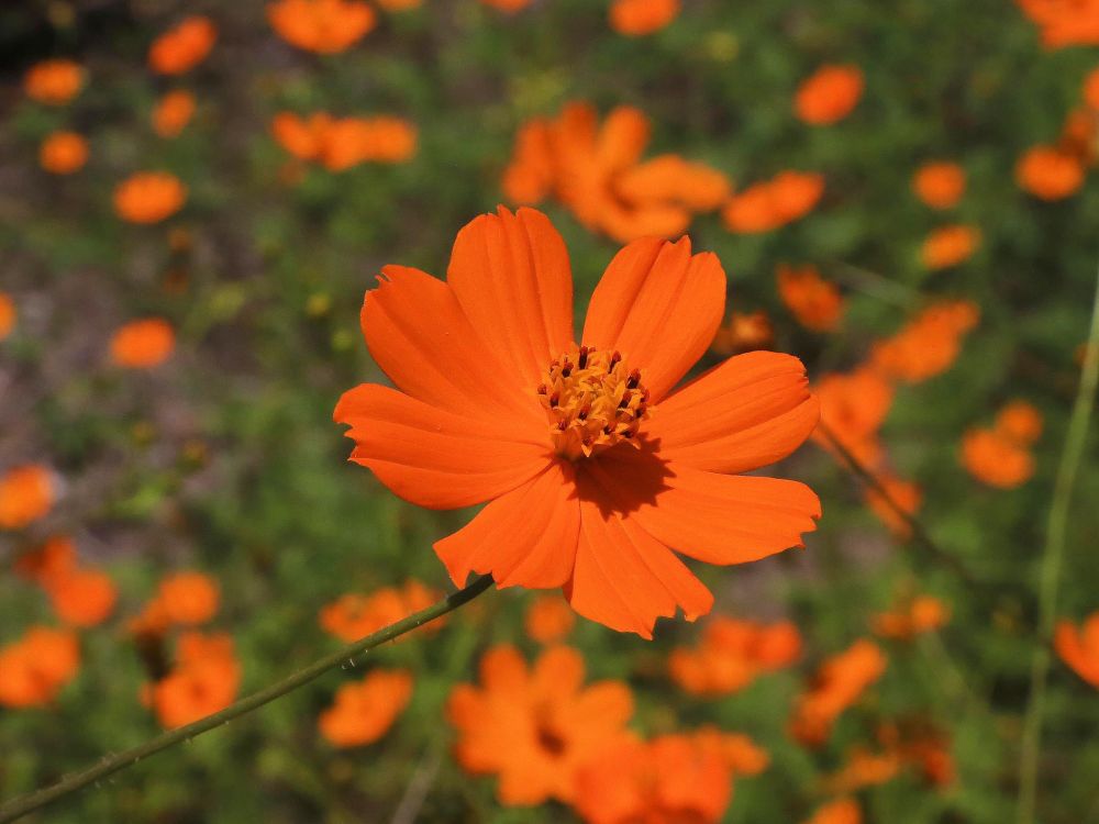 A field of vivid orange flowers seen out in the wild in Mexico. 
