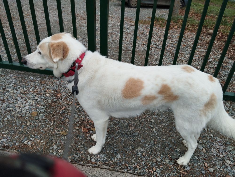 Mon chien attendant sagement l'ouverture.