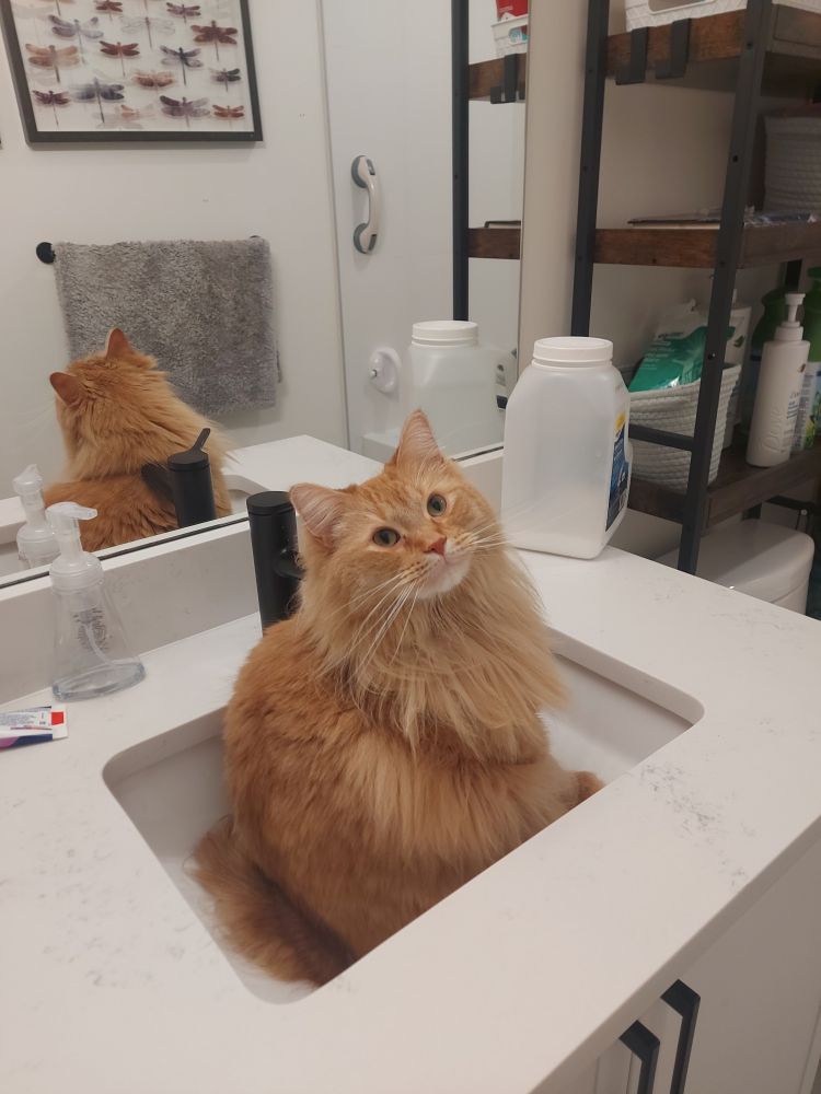william still upright in my sink but his head is tilted at a stupider angle