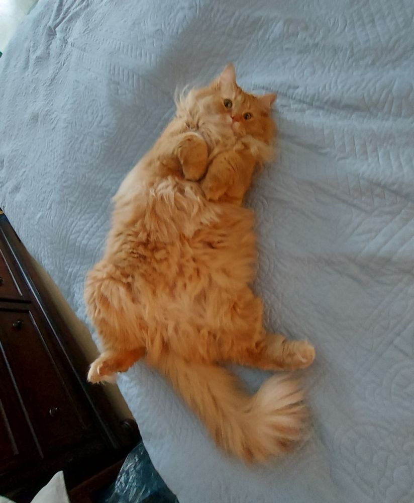my stupid cat William lying slightly ajar off the bed with his belly out. he looks like a big trapezoid of cheese