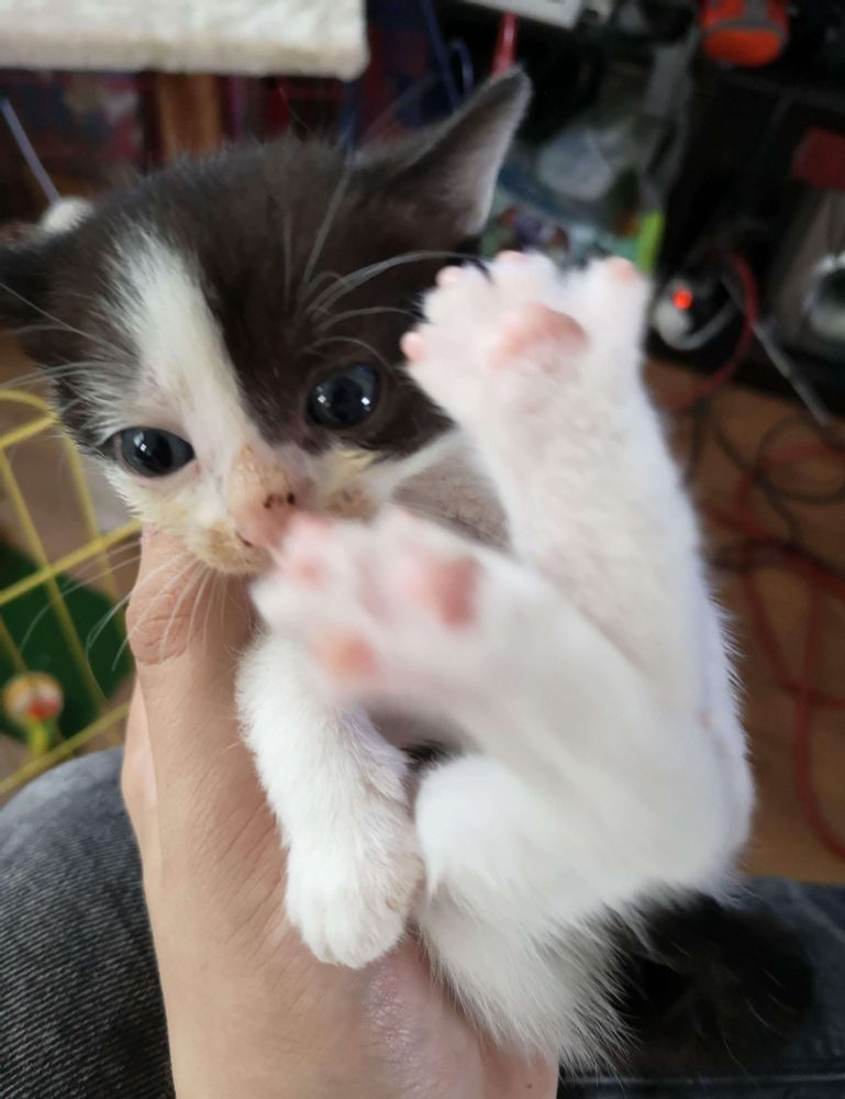 A hand holding a small white and black cat, belly up. it's toe beans are straight into the camera.