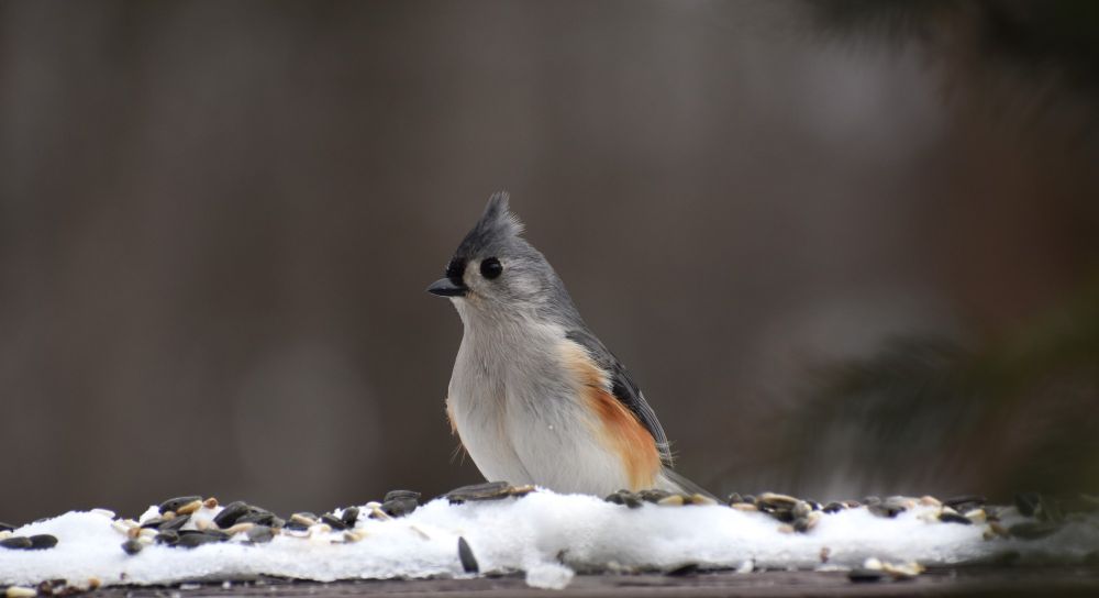 photo of a tufted titmouse on snow with seeds