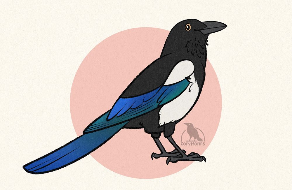 toony drawing of a magpie
