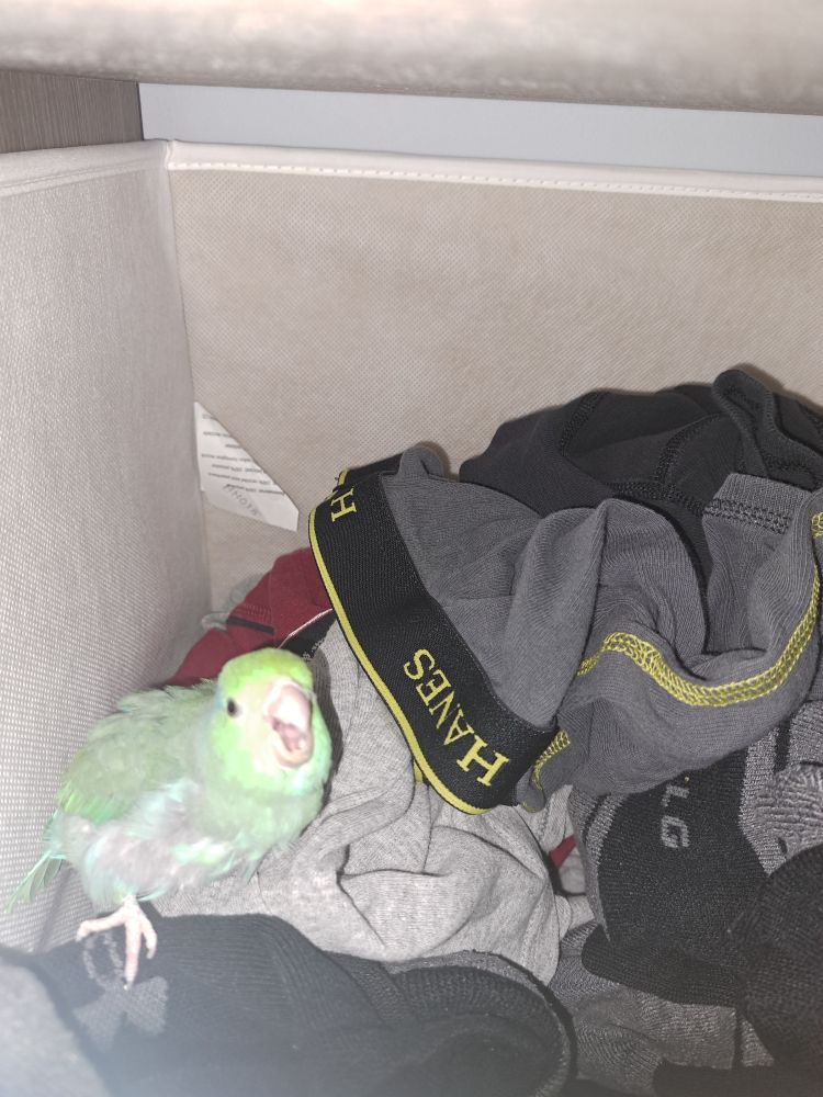 Flash photo of a turquoise parrotlet in a drawer with underwear
