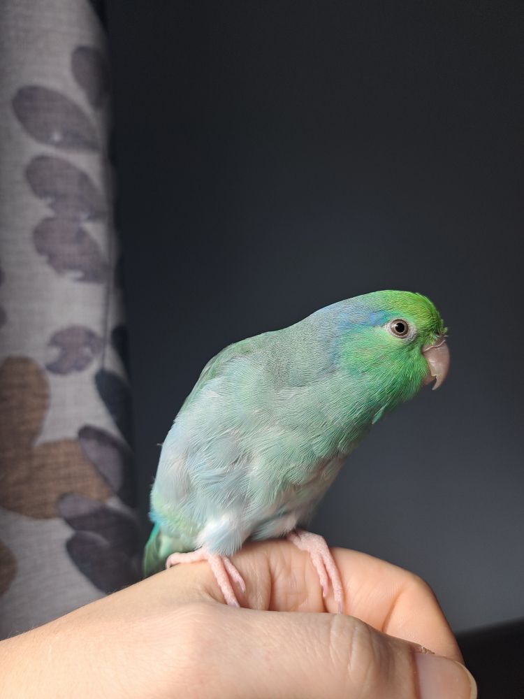 Turquoise parrotlets sitting on a hand with a gray background