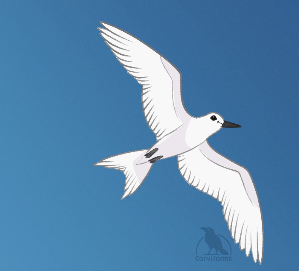 digital drawing of a white tern flying against a blue sky