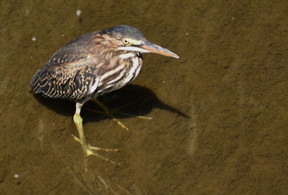 American Bittern with quite a stance in some muddy water