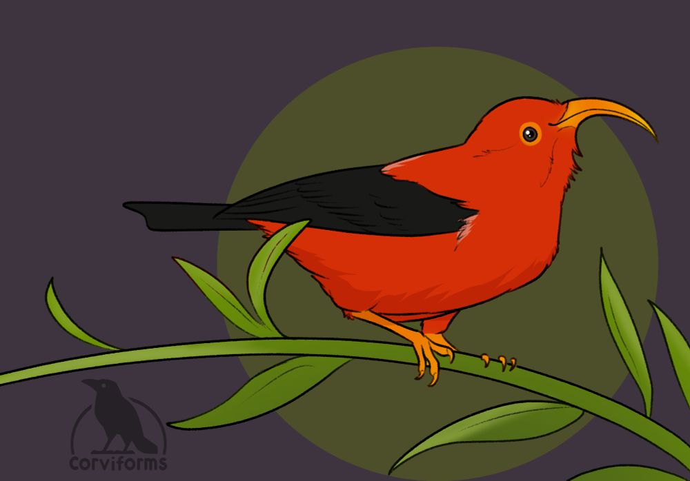 digital drawing of an 'i'iwi or hawaiian honeycreeper