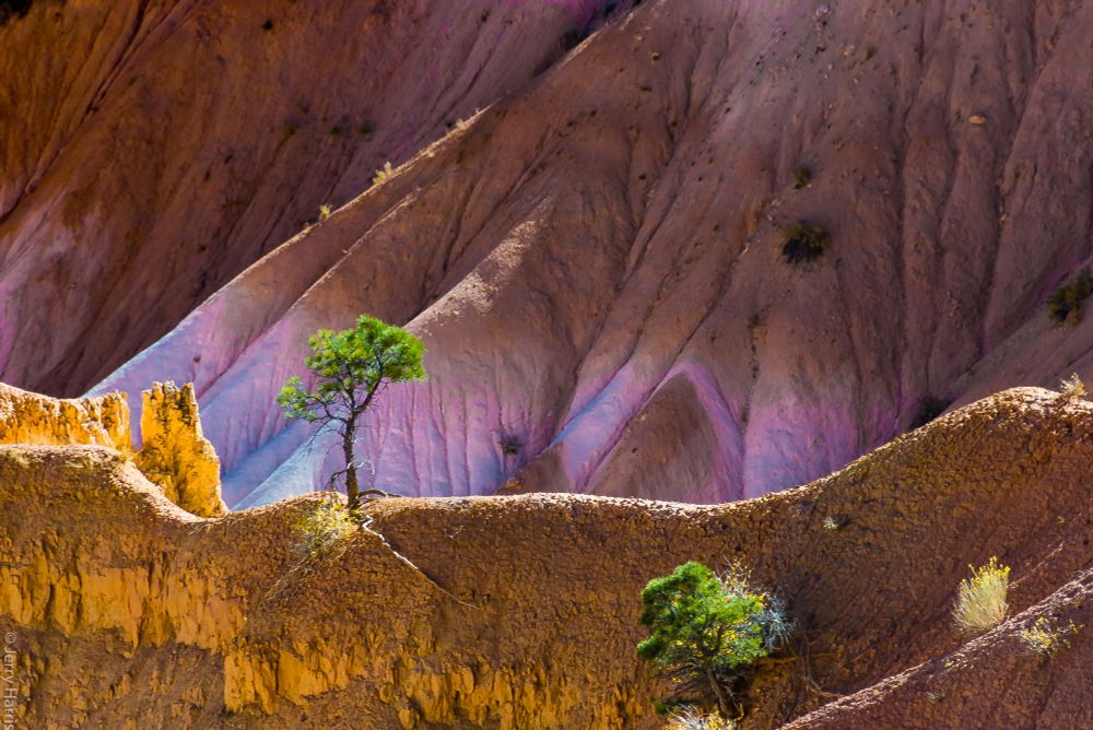 A picture of a lone pine tree at the top of a ridge, with a larger crest in the background at bryce national park