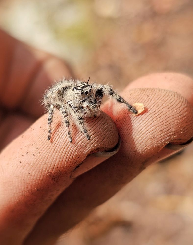 A jumping spider sitting atop dirty fingers