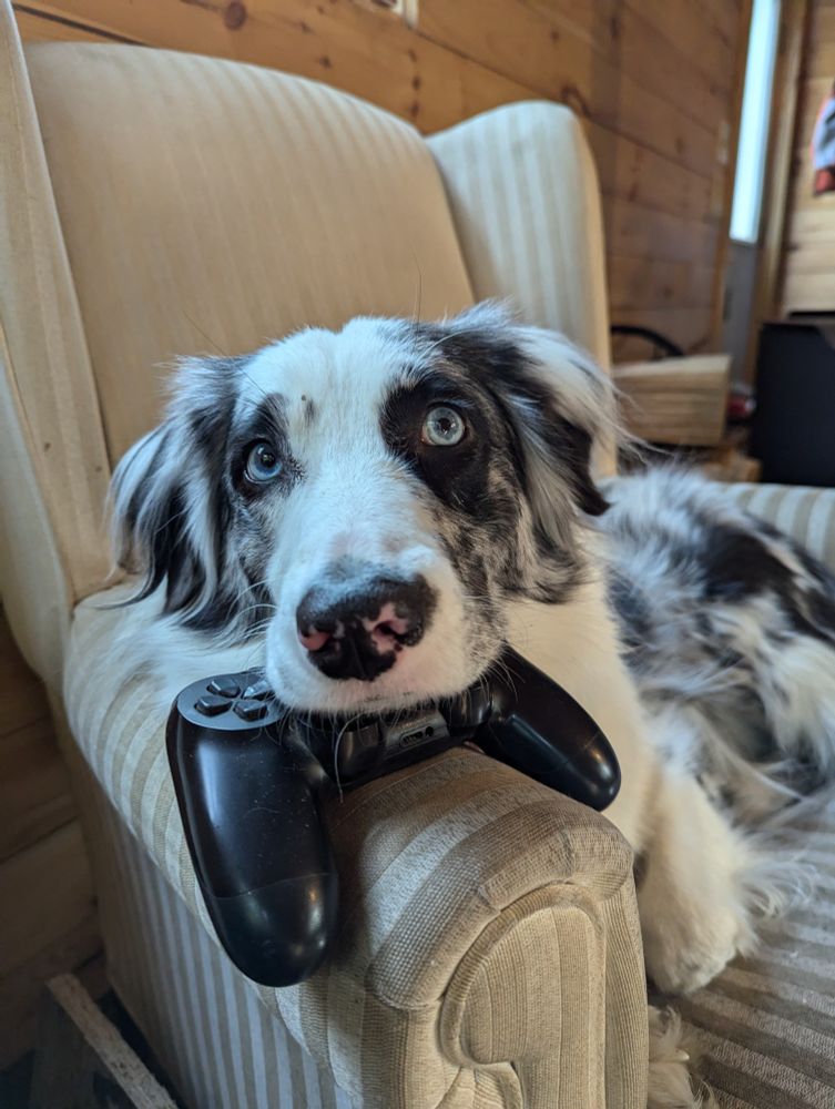 An Australian Shepherd curled up on an armchair, with her head resting on a PlayStation controller 