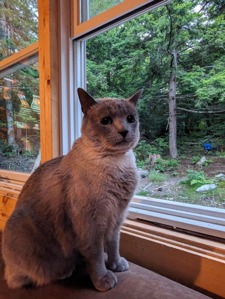 Grey cat sitting in the window, looking perplexed
