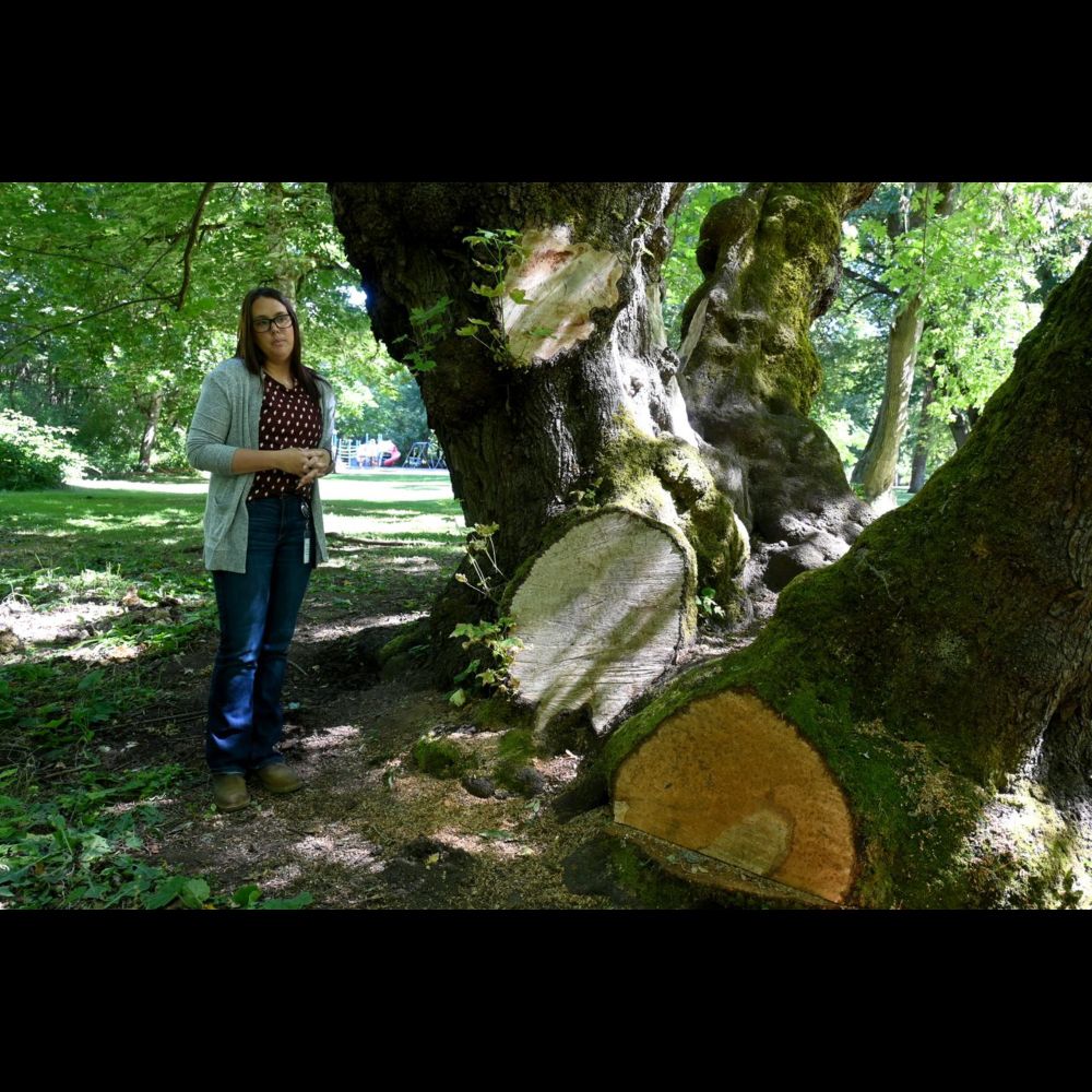 Corvallis tree vandals target burl wood, prized in woodworking