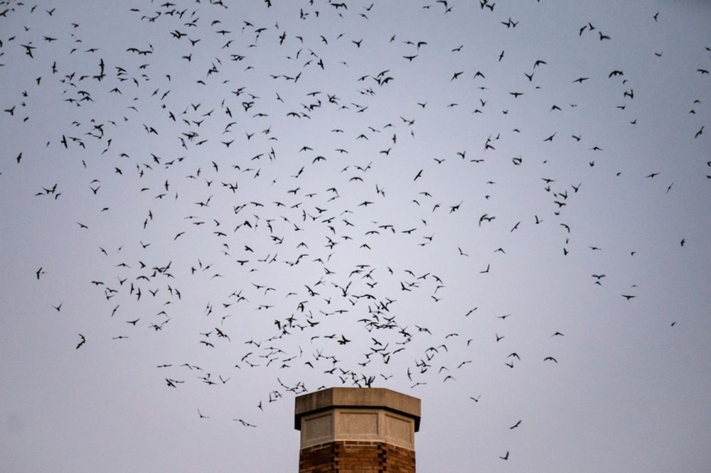 Where did the Chapman swifts go? They aren’t at the school, but the birds are still out there