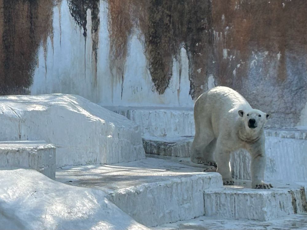 天王寺動物園のシロクマ。氷に見立てた丘の段差を悠々と歩いている。端から端までランナウェイのように歩き回り、きちんと客の写真タイムを作るべく立ち止まっていた。