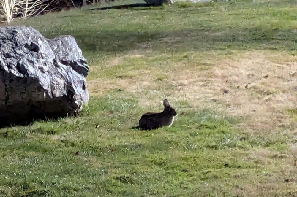 bunny in some short grass neat a rock under street lighting at night