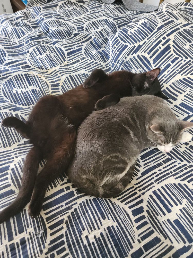A beautiful black boy cat laying on his back, snuggling with a beautiful stripey gray and white lady cat. The boy kittie is quite large and is named Onyx, and the lady cat is called Venus.